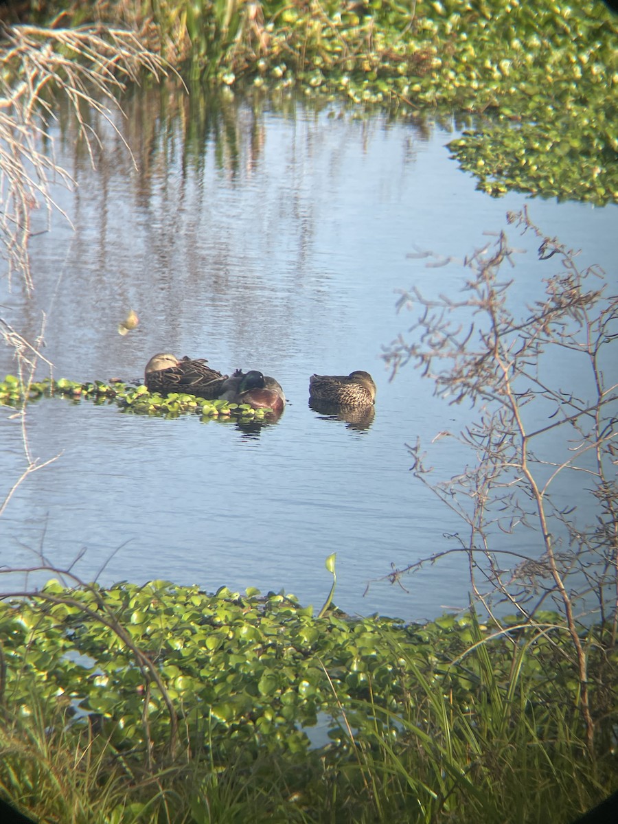 Germano reale - ML647132499