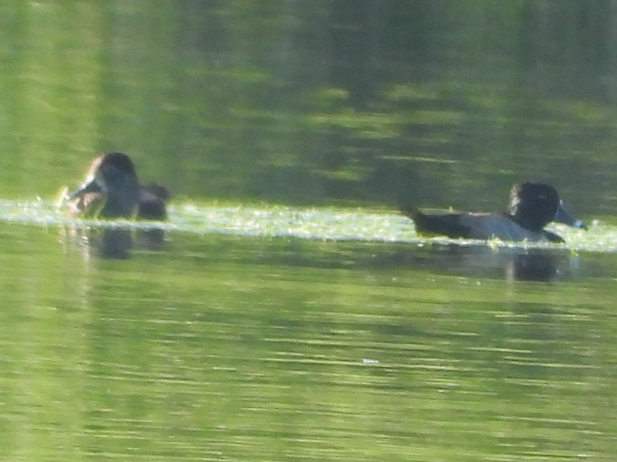 צולל בינוני - ML647132500