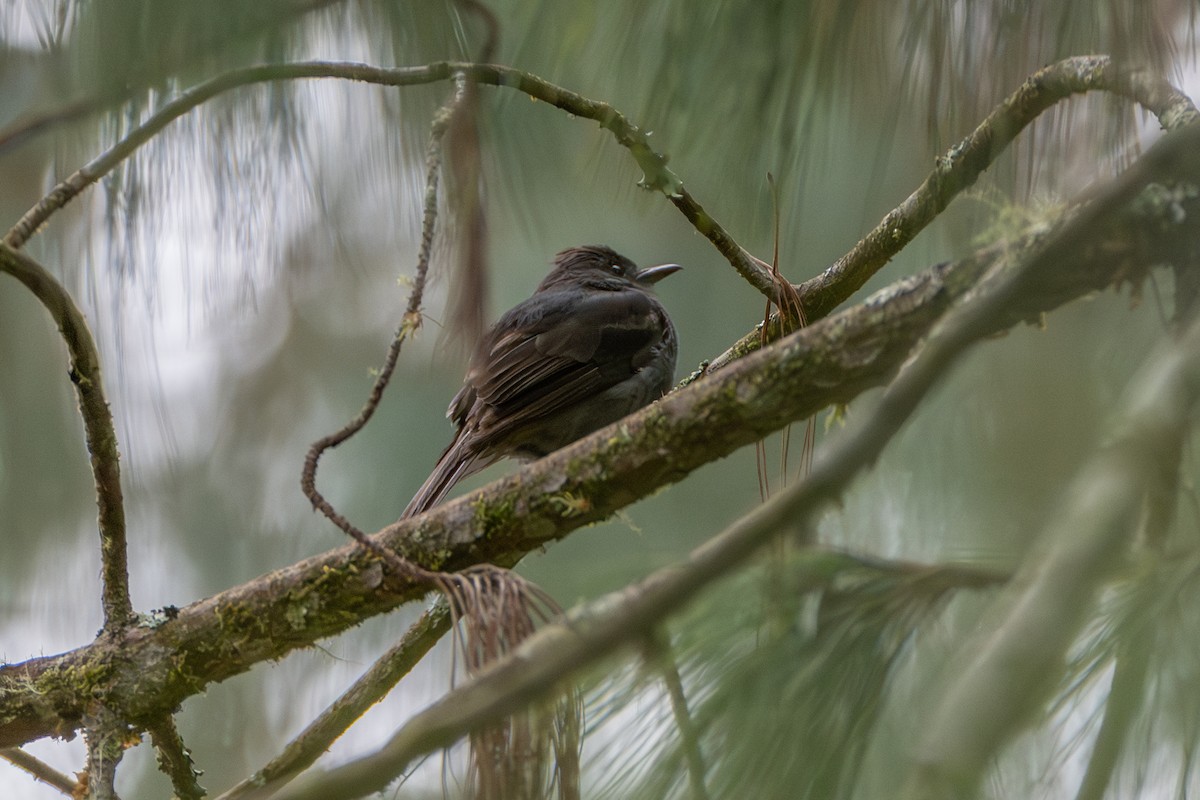 Smoke-colored Pewee - ML647132507