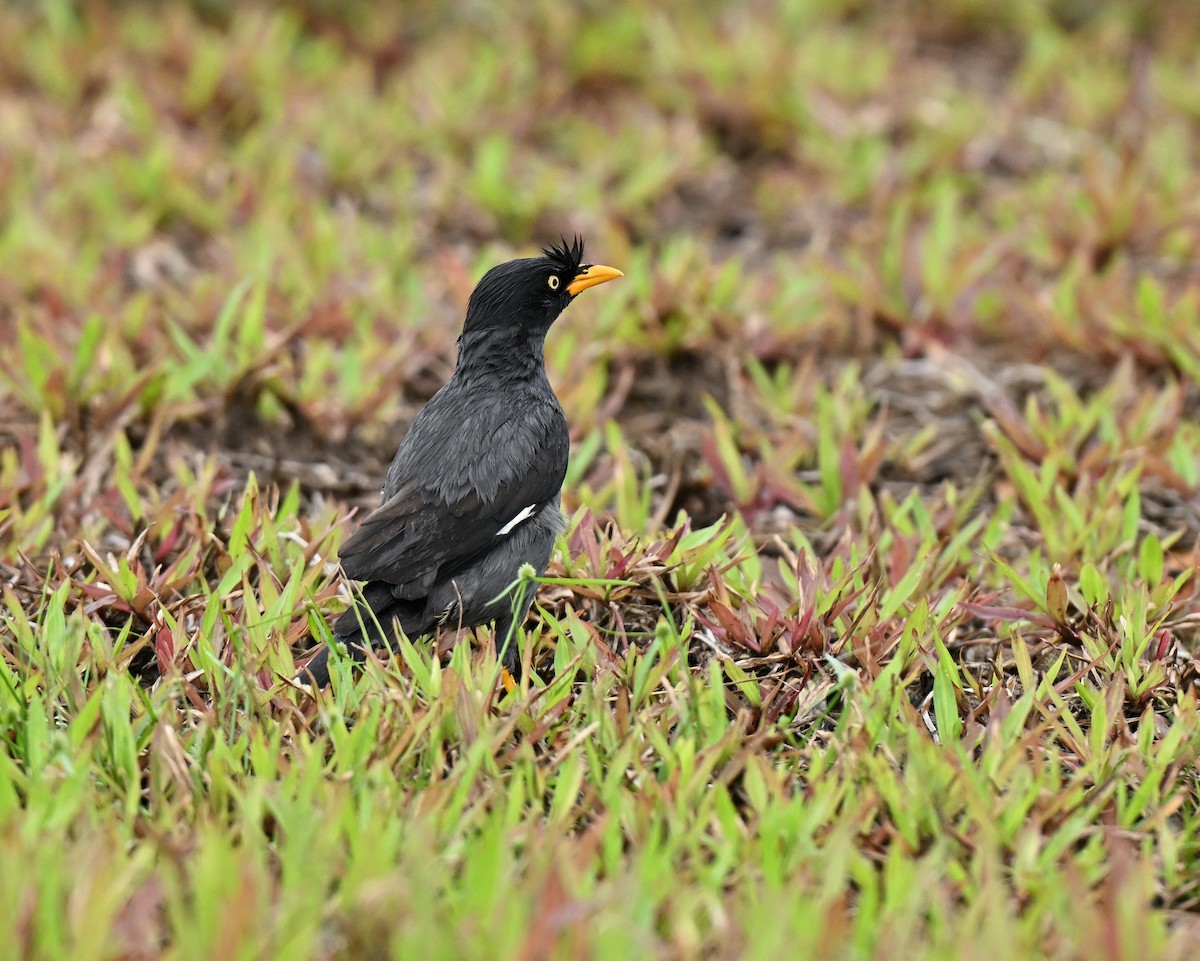 Martin de Java - ML647132508