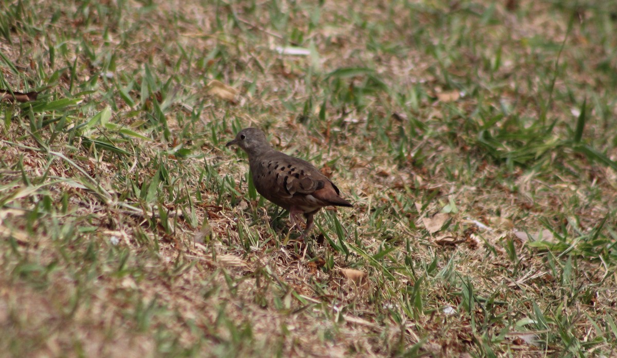 Ruddy Ground Dove - ML647132513