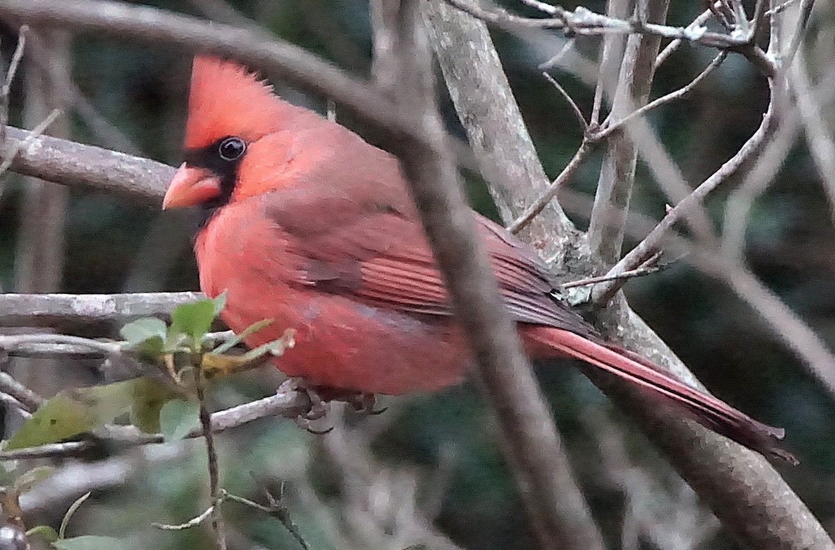 rødkardinal - ML647132514