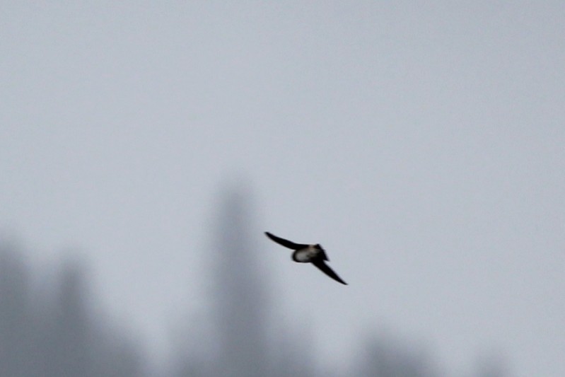 Vaux's Swift - ML647132516