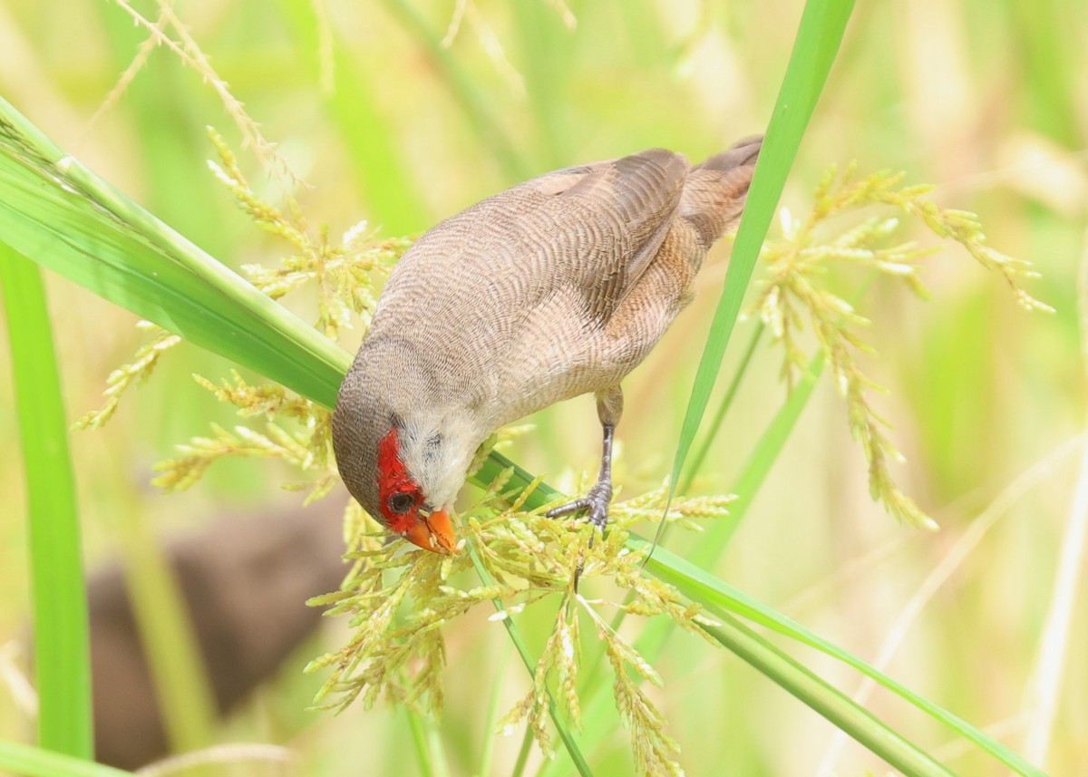 Astrild ondulé - ML647132518