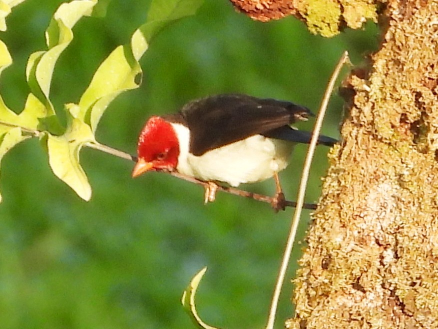 Yellow-billed Cardinal - ML647132519