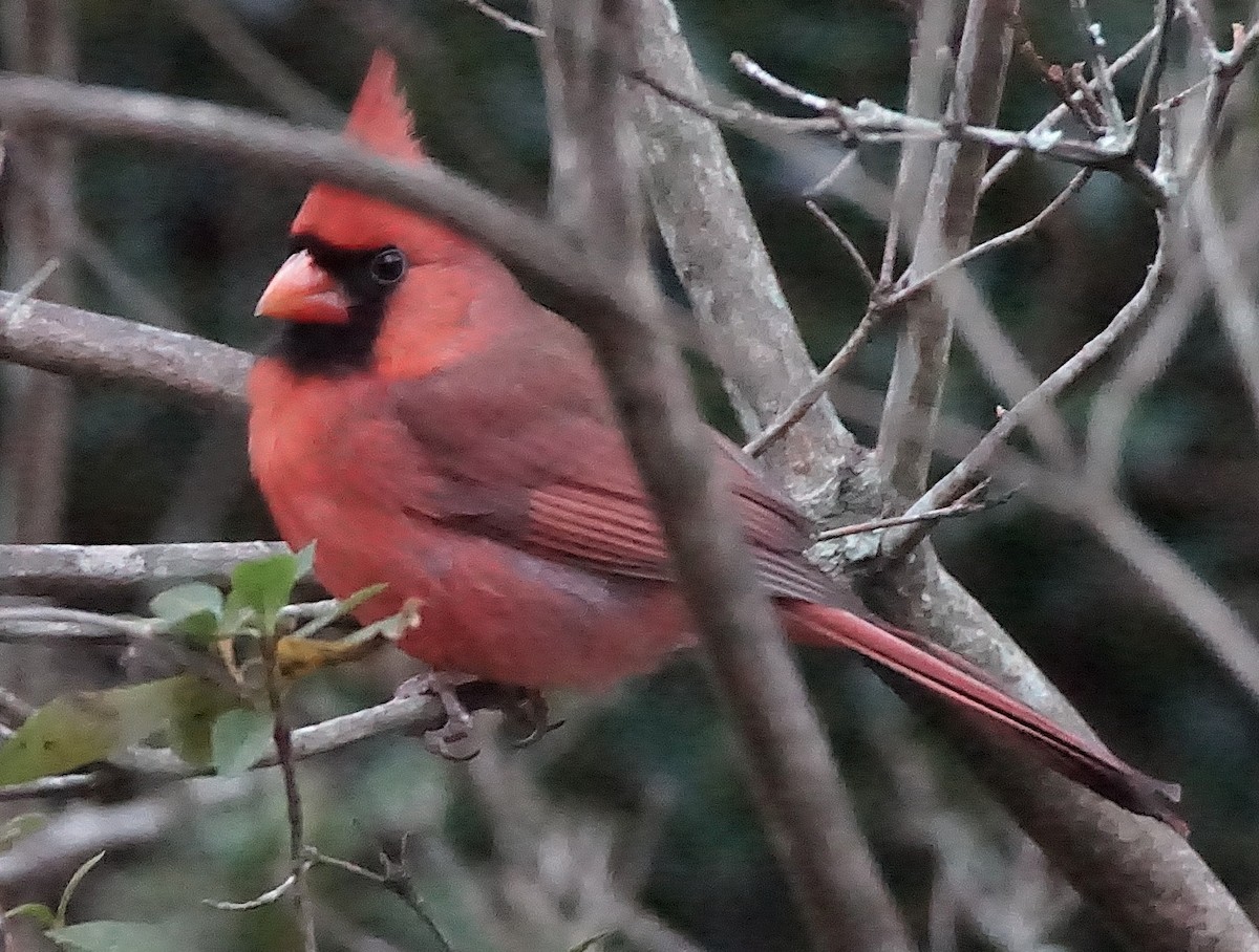 rødkardinal - ML647132520