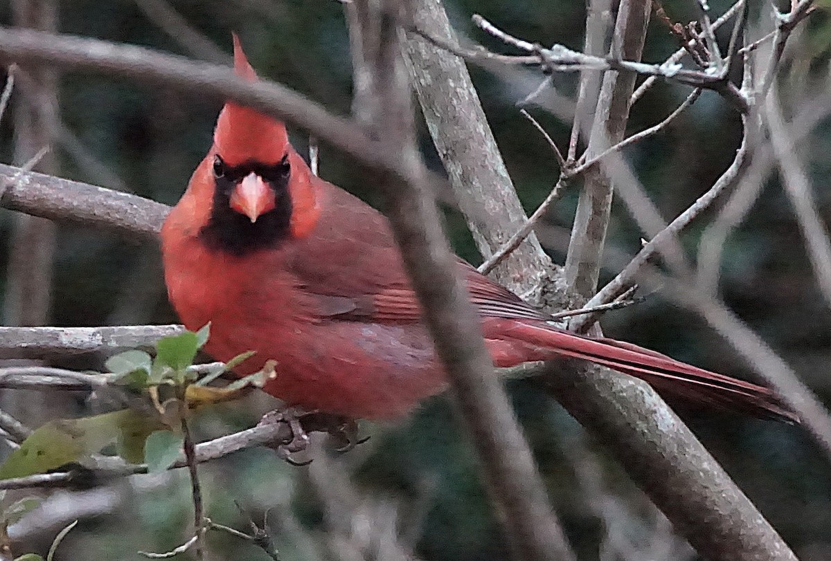 rødkardinal - ML647132524