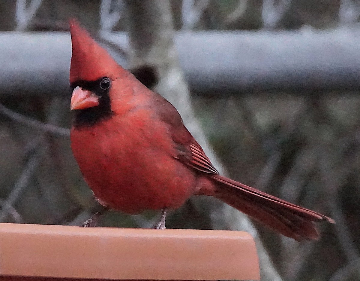 rødkardinal - ML647132525