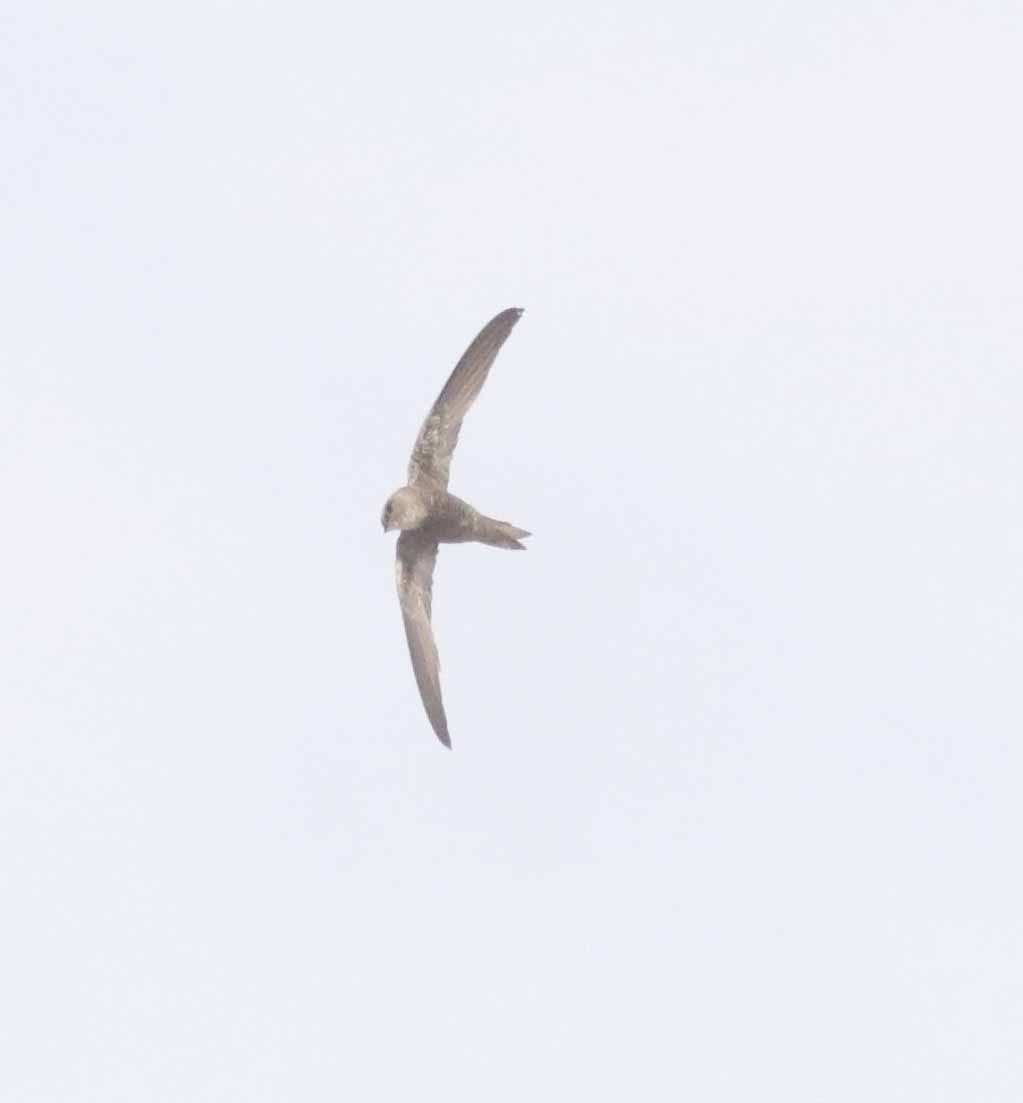 Forbes-Watson's Swift - ML647132526