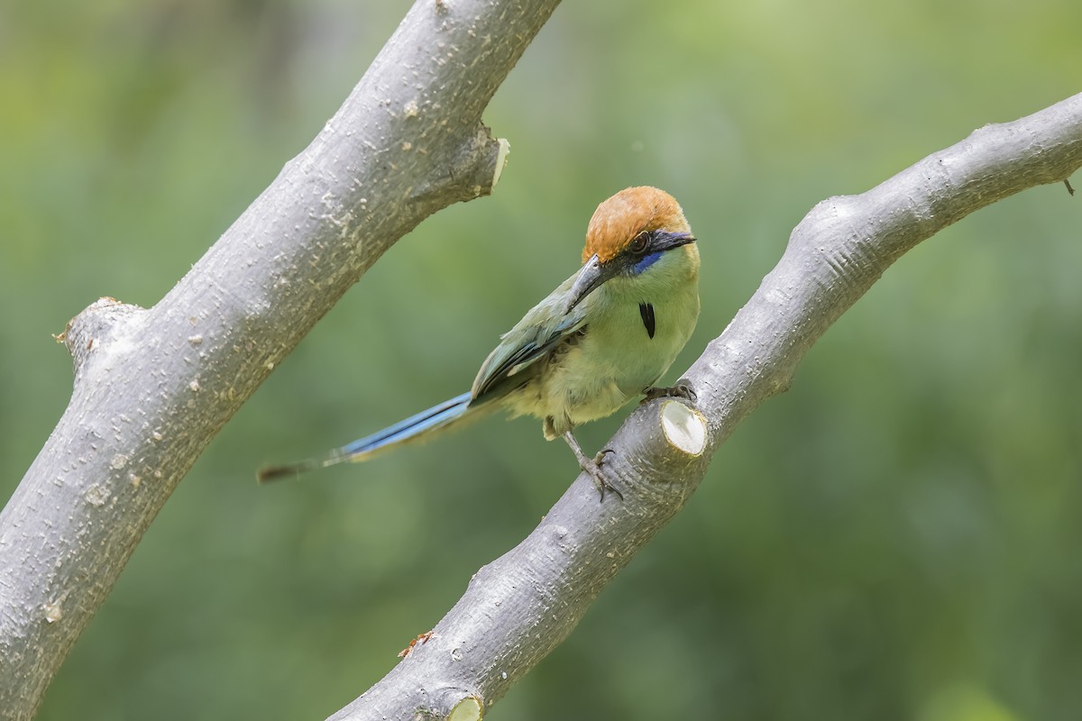 Russet-crowned Motmot - ML647132527