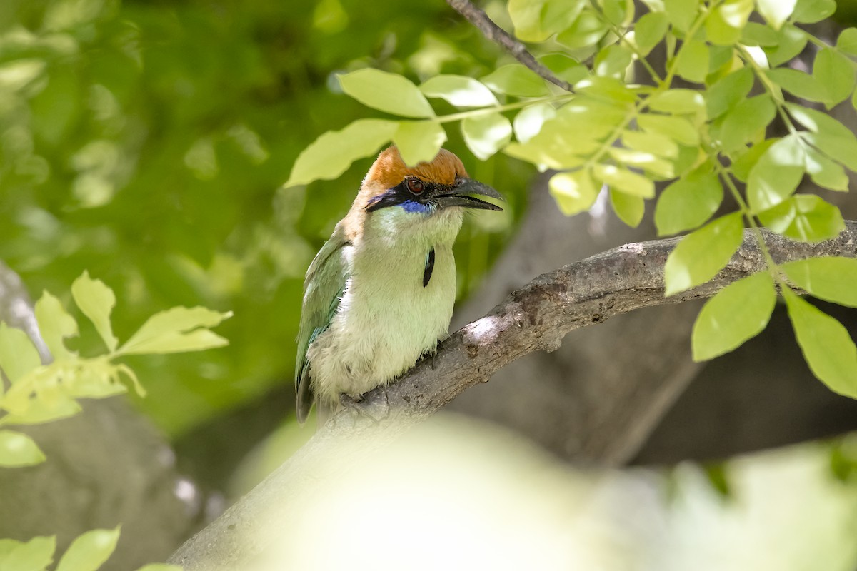 Russet-crowned Motmot - ML647132528