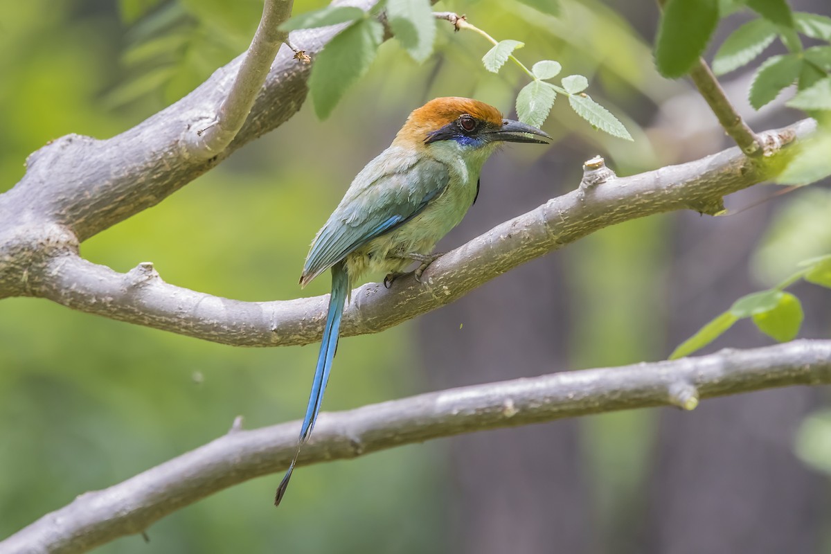 Russet-crowned Motmot - ML647132529