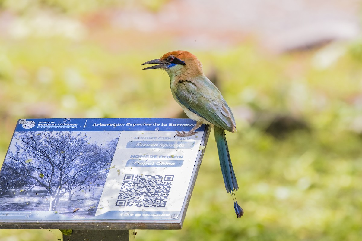 Russet-crowned Motmot - ML647132530