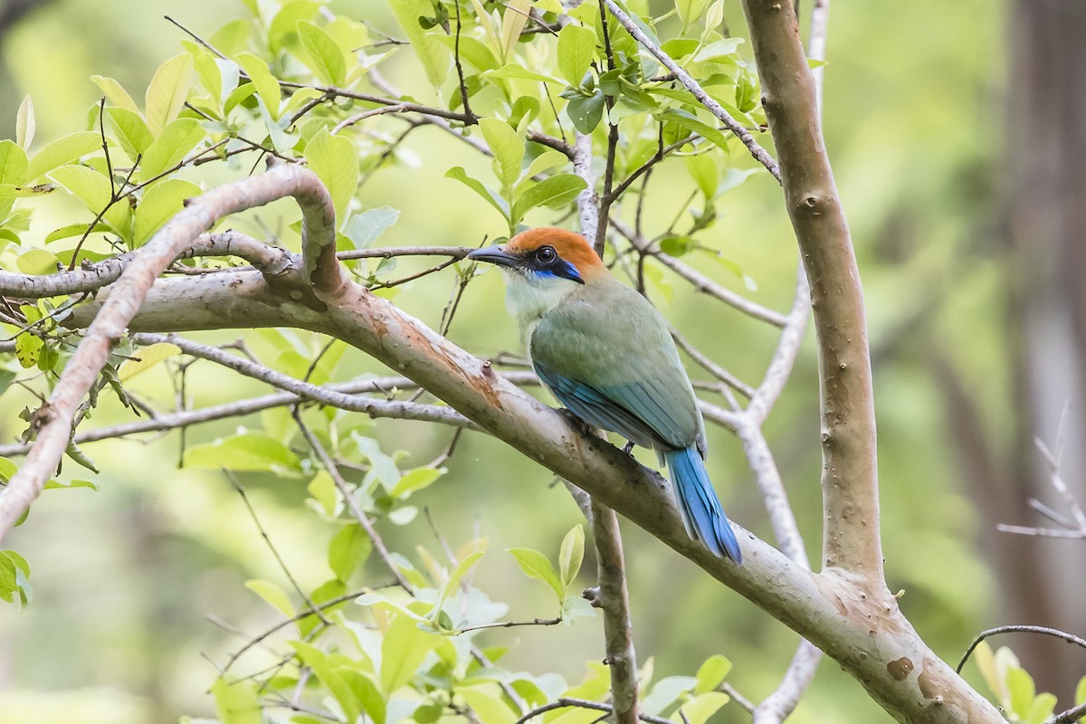 Russet-crowned Motmot - ML647132533