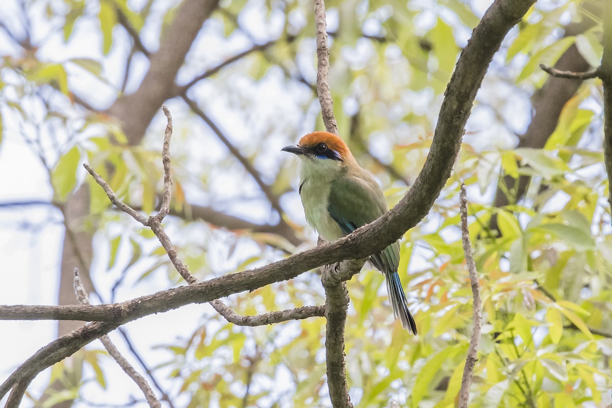 Russet-crowned Motmot - ML647132534