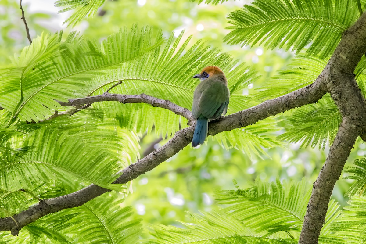 Russet-crowned Motmot - ML647132535