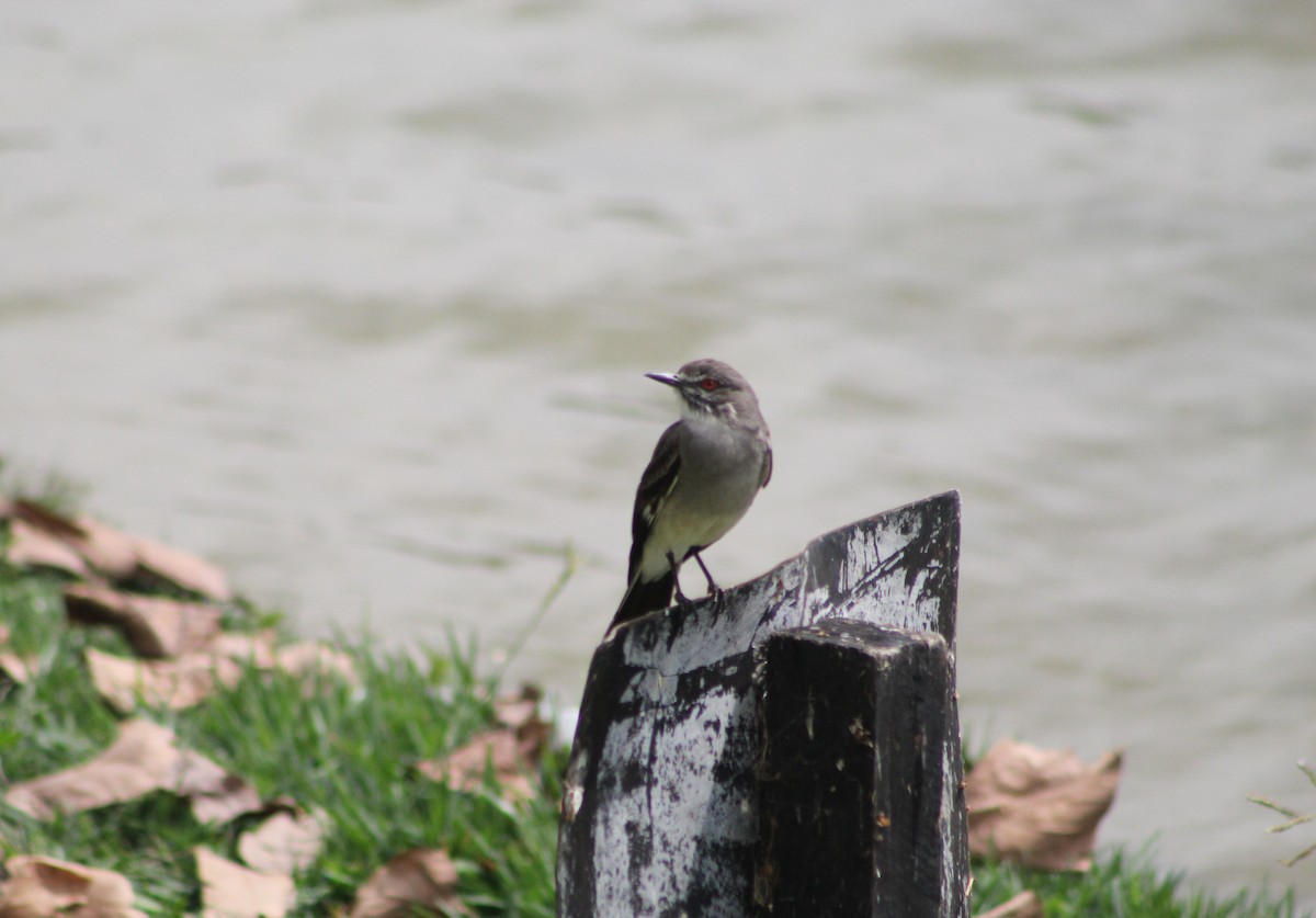 Gray Monjita - ML647132536