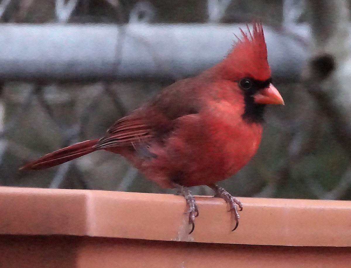 rødkardinal - ML647132538