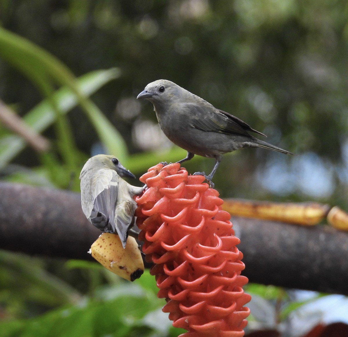 Palmentangare - ML647132539