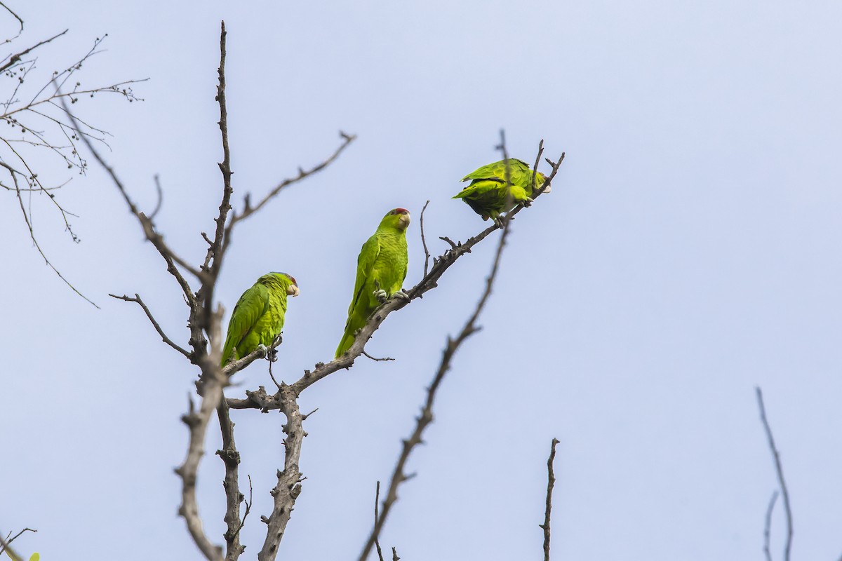 Amazona Guayabera - ML647132540