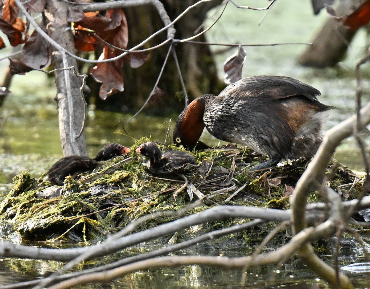 Little Grebe - ML647132541