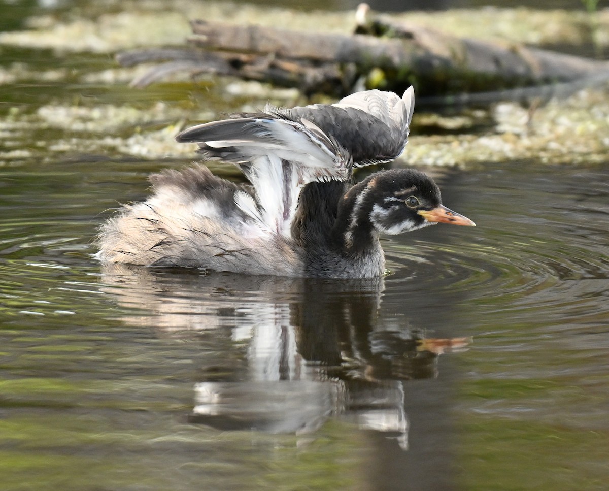 Little Grebe - ML647132542