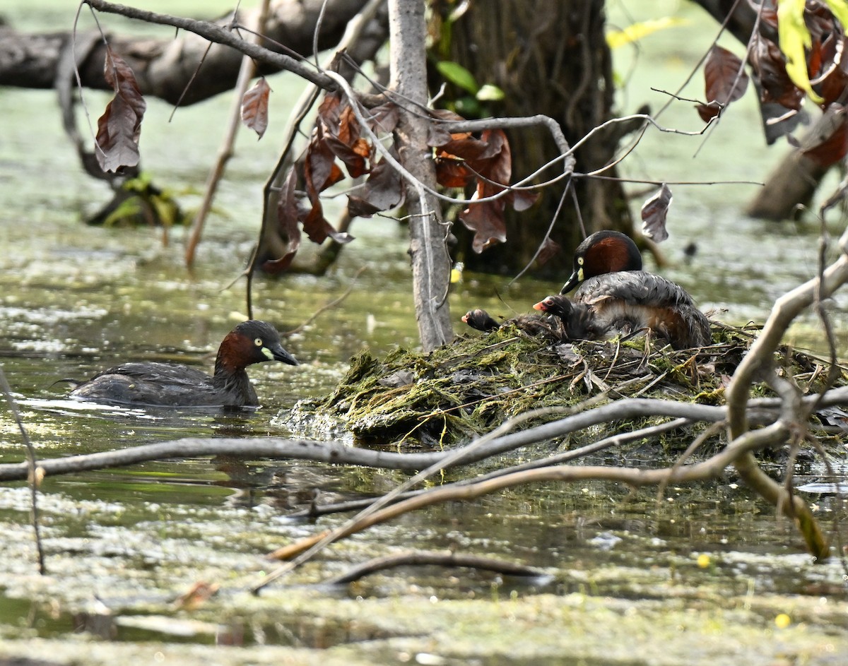 Little Grebe - ML647132543