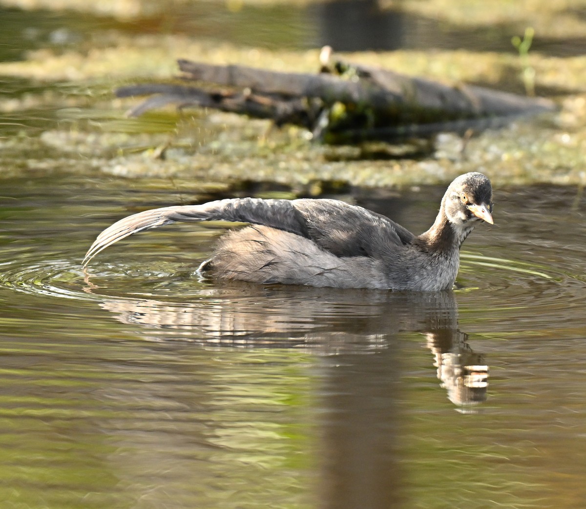 Little Grebe - ML647132544