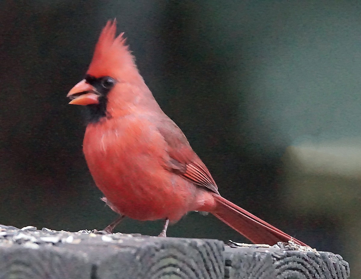 rødkardinal - ML647132545