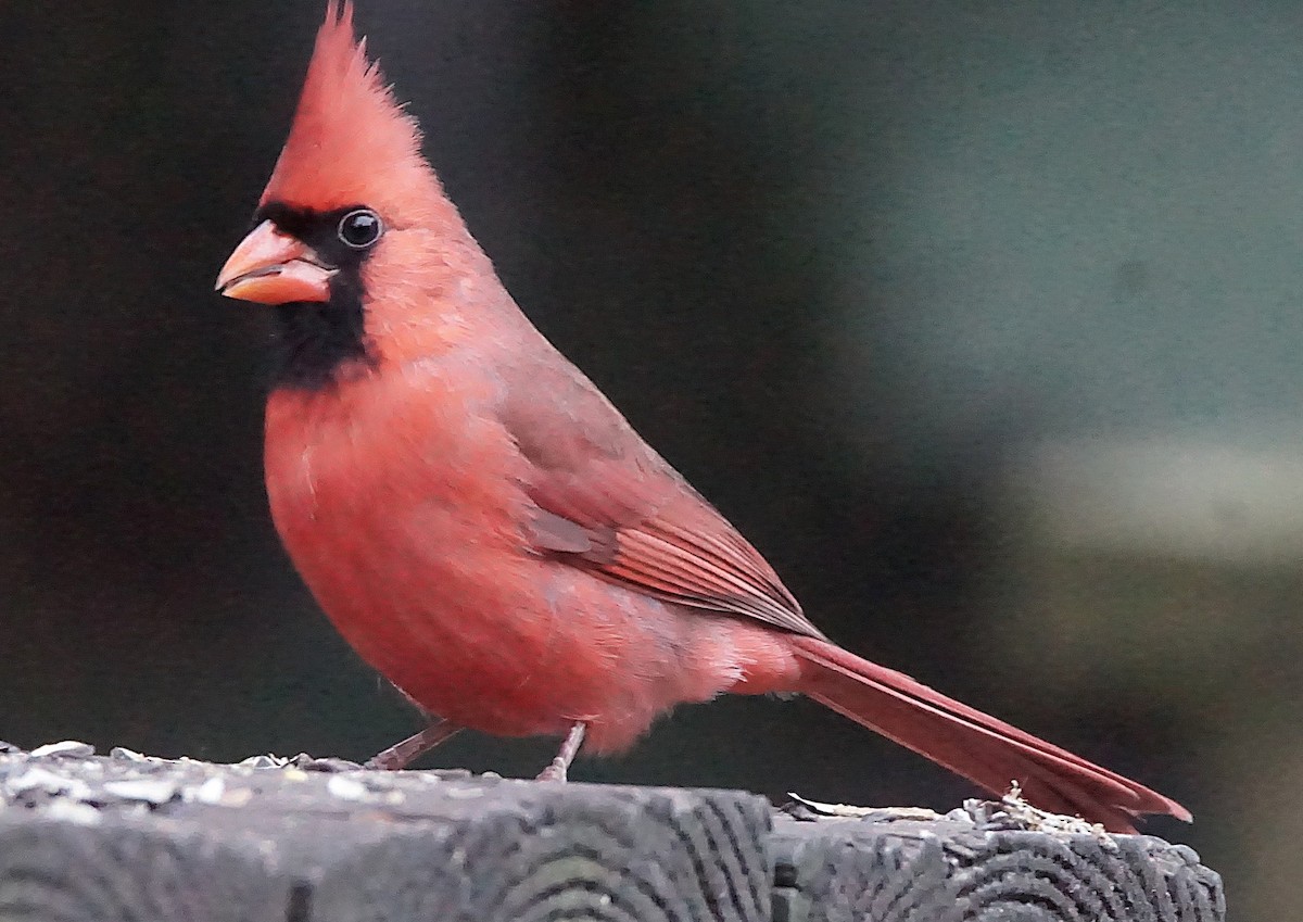 rødkardinal - ML647132546