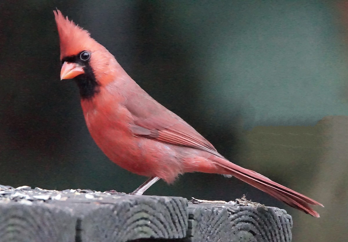 rødkardinal - ML647132550