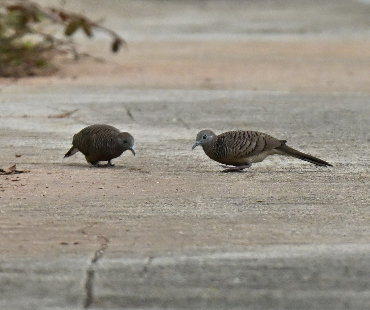 Géopélie zébrée - ML647132555