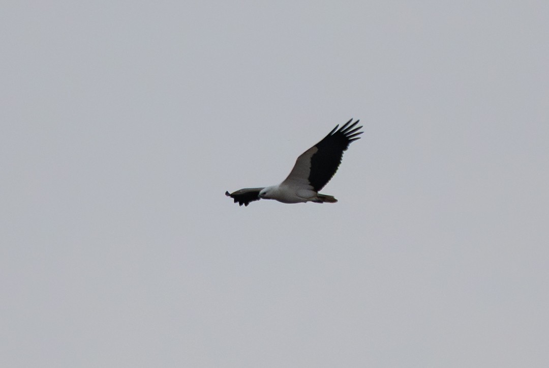 White-bellied Sea-Eagle - ML647132558