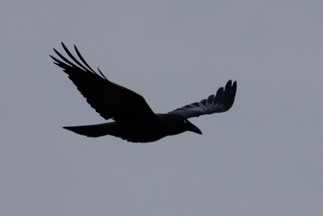 Australian Raven - ML647132560