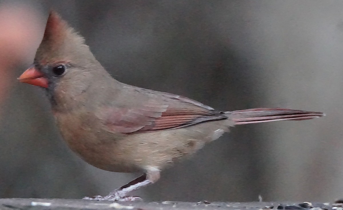 rødkardinal - ML647132566