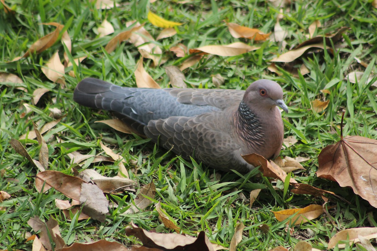 Paloma Picazuró - ML647132567