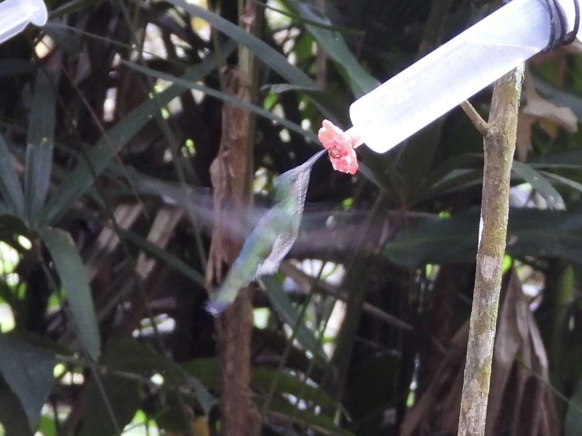 White-necked Jacobin - ML647132572