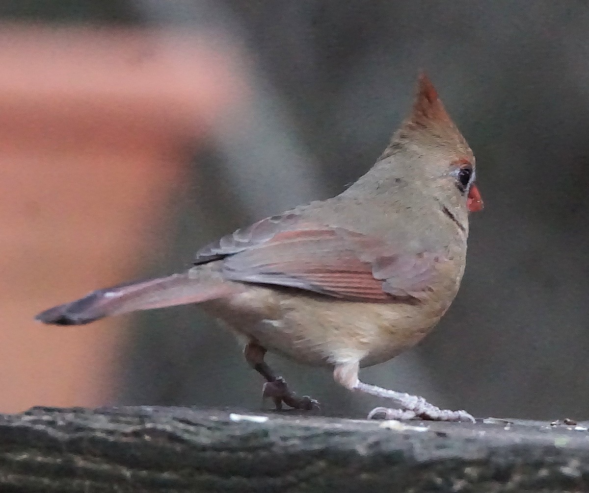 rødkardinal - ML647132580