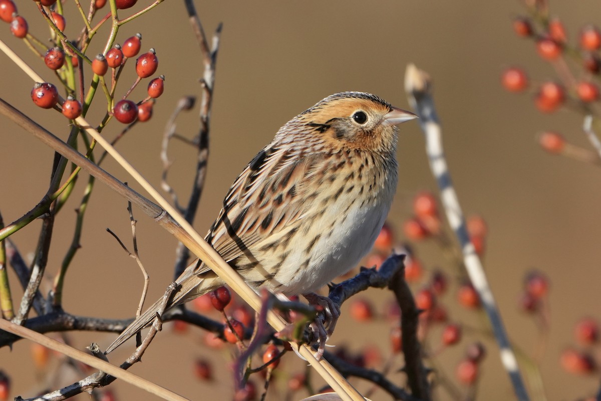 LeConte's Sparrow - ML647132581