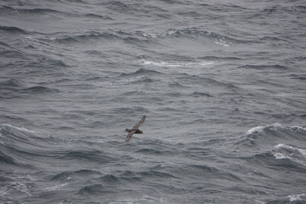 סערון-ענק דרומי - ML647132583