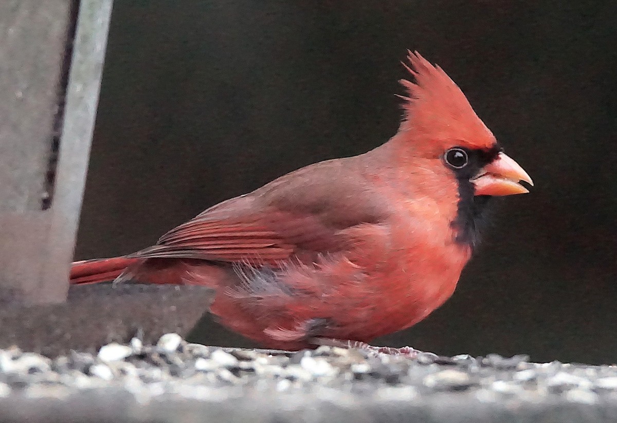 rødkardinal - ML647132584