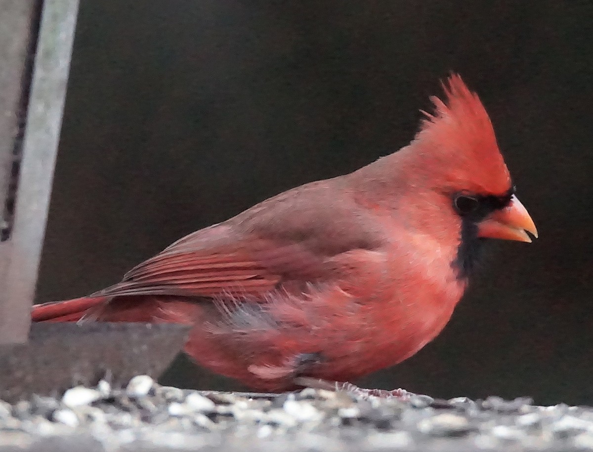 rødkardinal - ML647132590