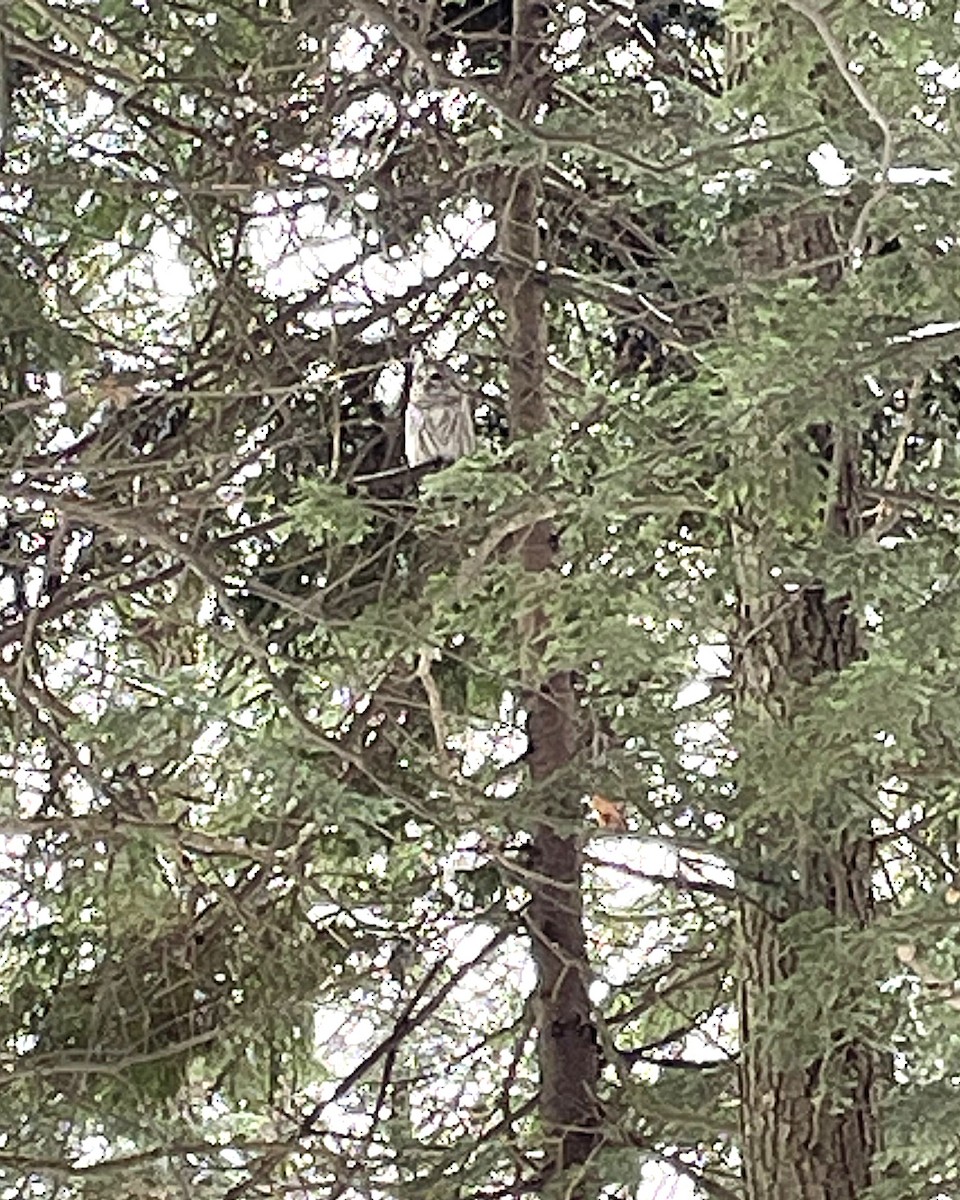 Streifenkauz - ML647132592