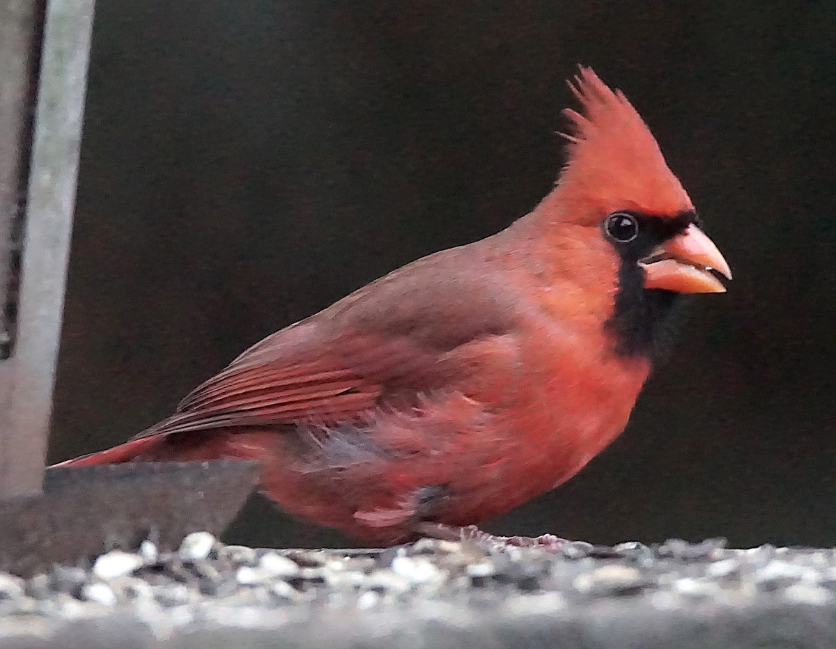 rødkardinal - ML647132593