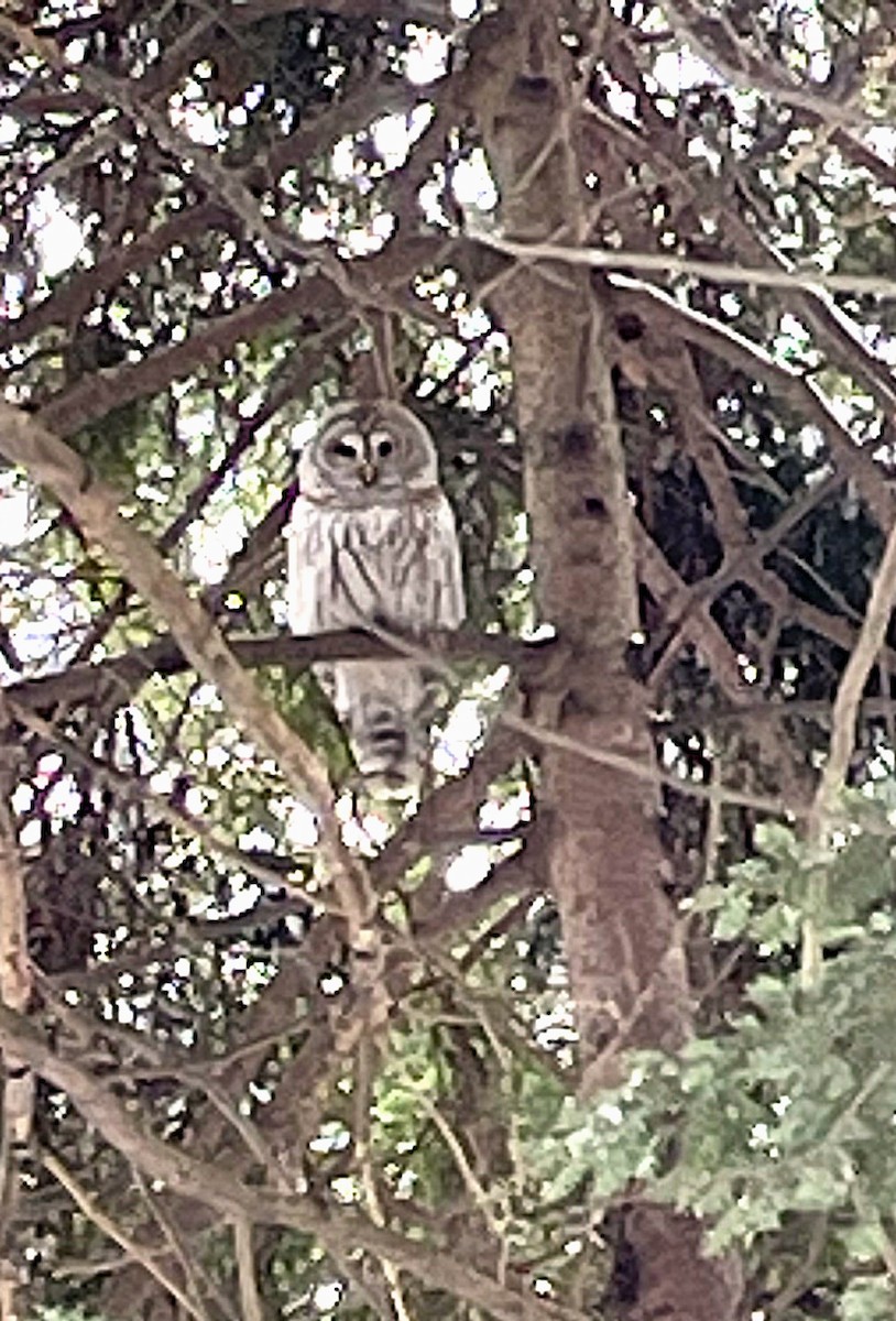 Streifenkauz - ML647132595