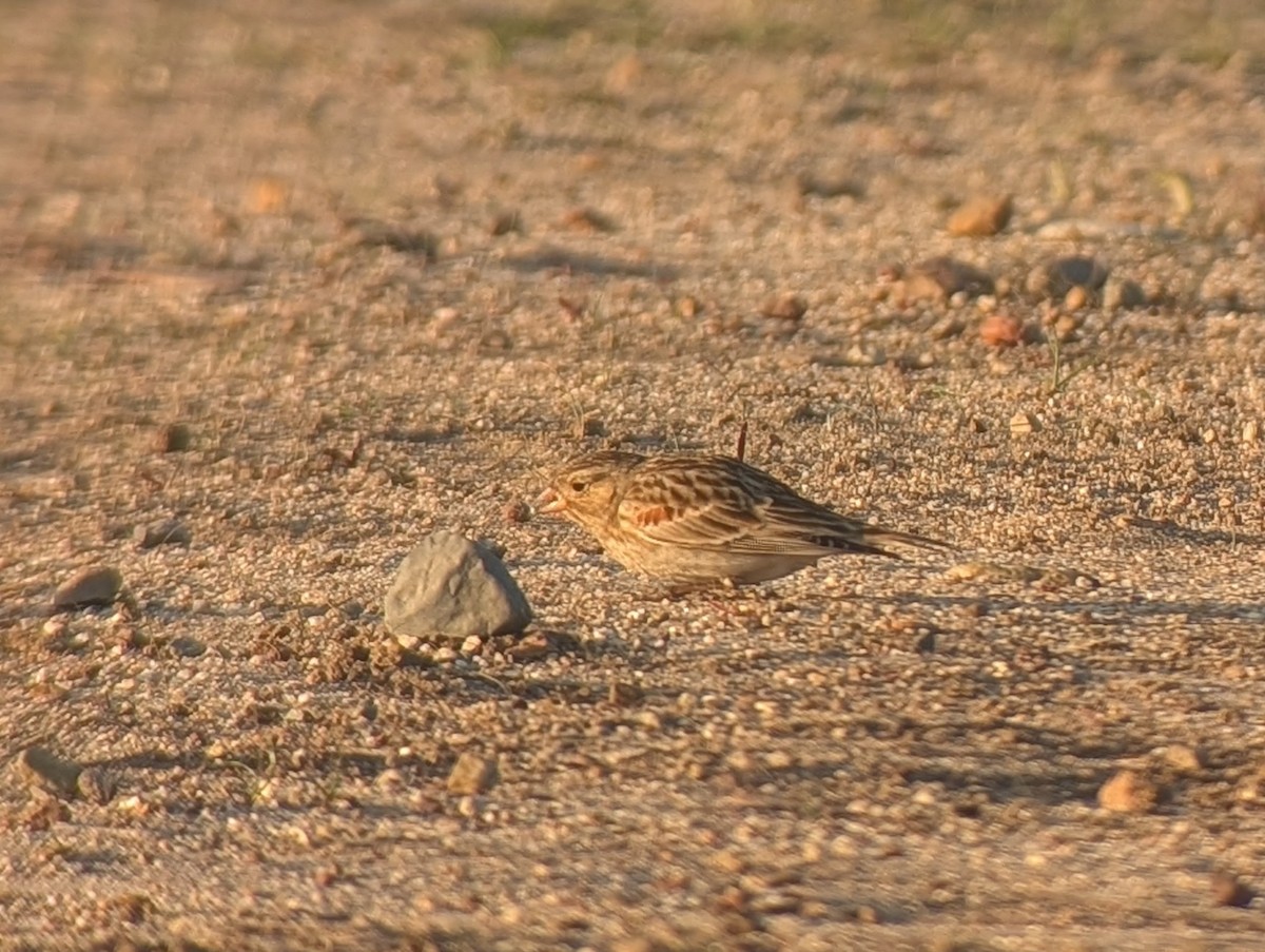 Thick-billed Longspur - ML647132597