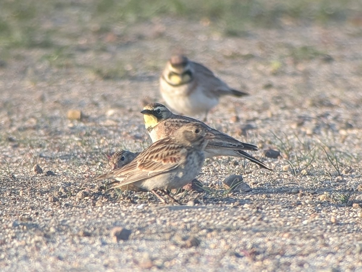 Thick-billed Longspur - ML647132598