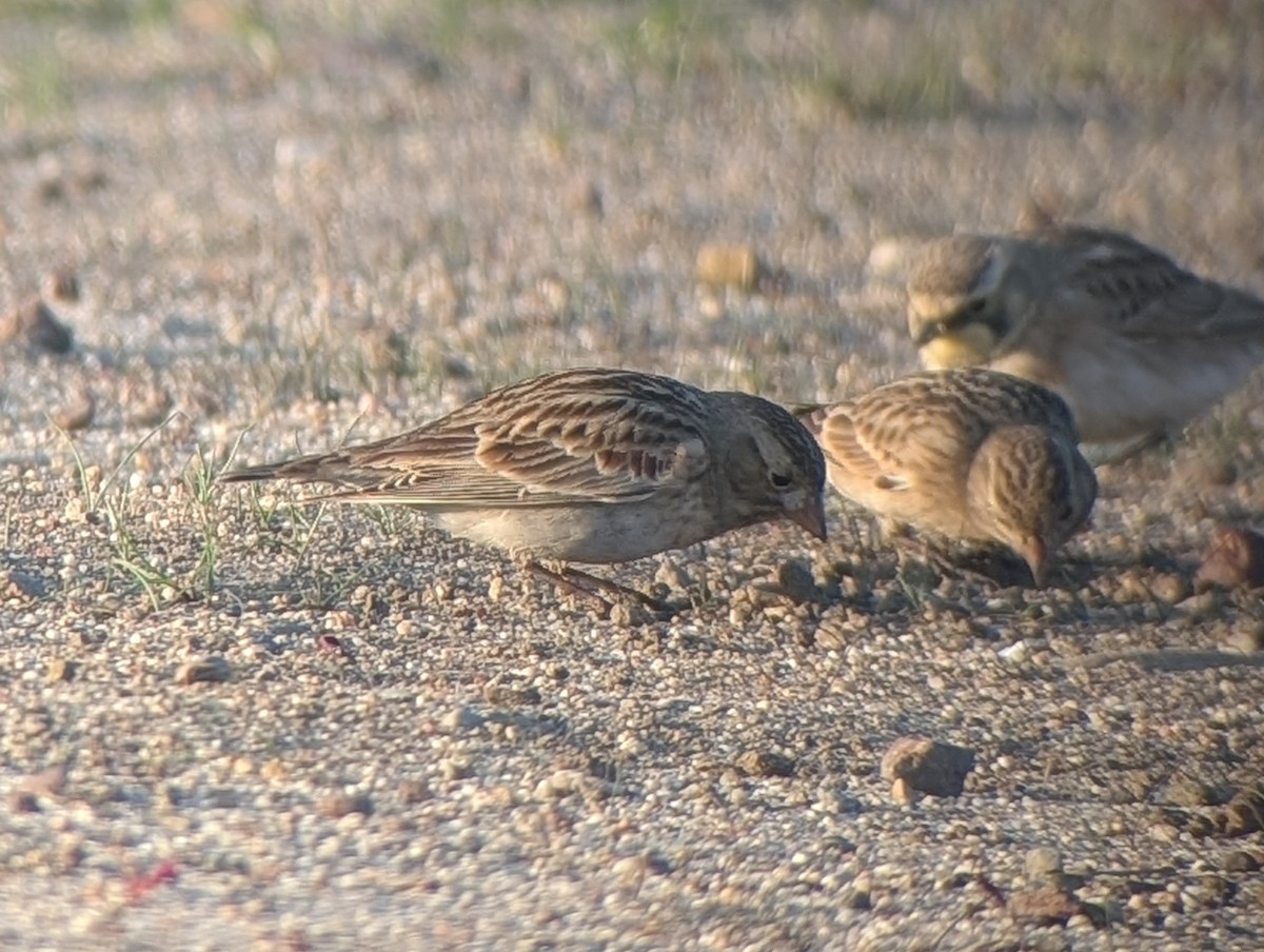 Thick-billed Longspur - ML647132599