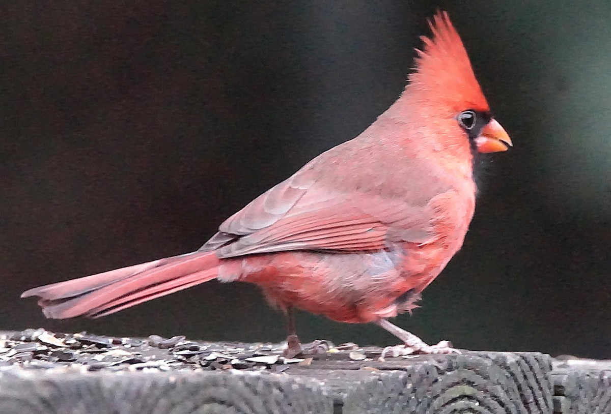 rødkardinal - ML647132600