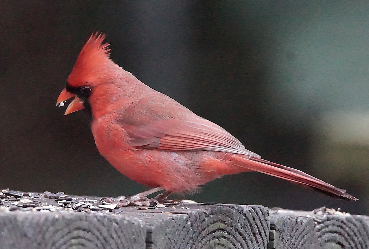 rødkardinal - ML647132604